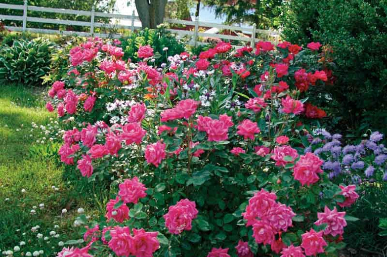 Rose 'Pink Double Knock Out', Rosa 'Pink Double Knock Out', 'Pink Double Knock Out' Rose, Shrub Roses, Rose bushes, Garden Roses, Rosa 'Radtkopink', Pink Roses, Pink Flowers